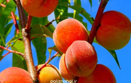 بهبود بینایی تا کاهش التهاب از فواید یک میوه تابستانی