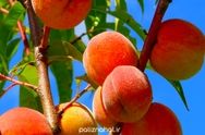 بهبود بینایی تا کاهش التهاب از فواید یک میوه تابستانی