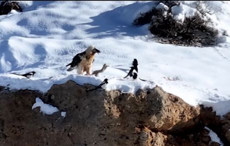 بازگشت همای سعادت به بام ایران