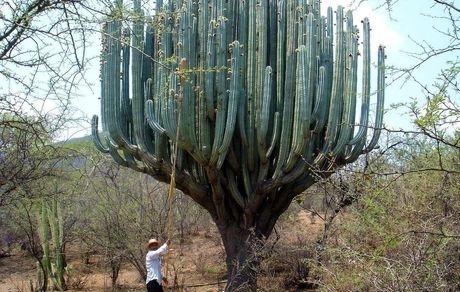 عکسی حیرت انگیز از کاکتوس غول‌پیکر اوآحاکا