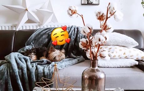 سگ بامزه مریم معصومی در خانه اش + عکس