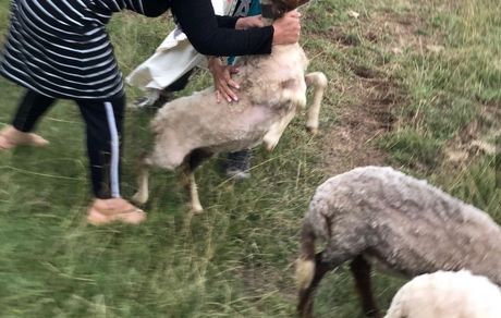 بزغاله بازی الناز شاکردوست + عکس