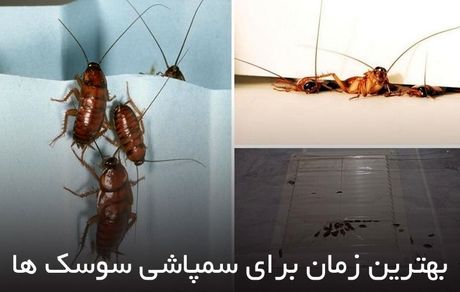 بهترین زمان برای سمپاشی سوسک ها