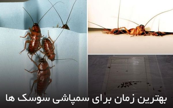 بهترین زمان برای سمپاشی سوسک ها