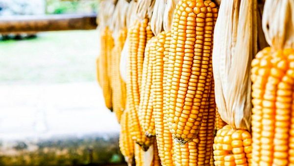 ماجرای ورود ذرت آلوده به کشور