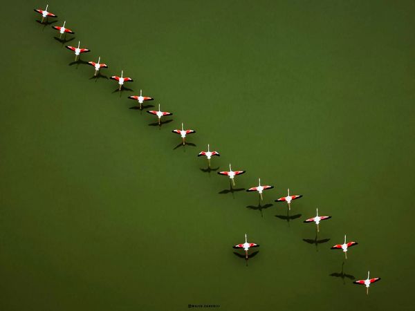 تصویری جالب از فلامینگوهای میانکاله