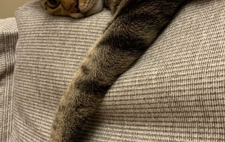 گربه بامزه هانیه توسلی + عکس