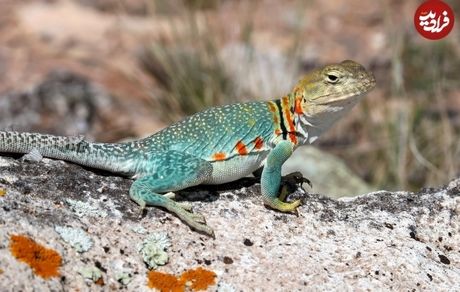 رنگارنگ‌ترین «مارمولک‌» در جهان