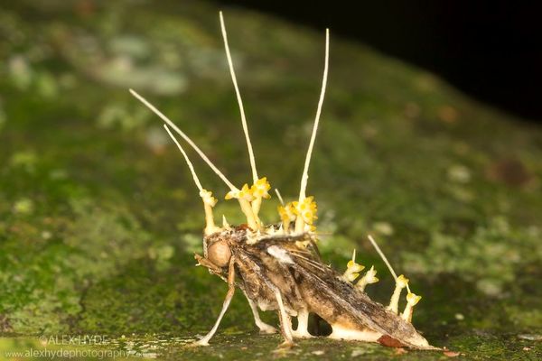 درباره «قارچ زامبی» چه می دانید؟