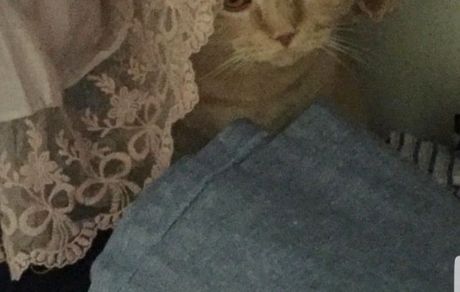 تلاش بهنوش طباطبایی برای یافتن گربه‌اش