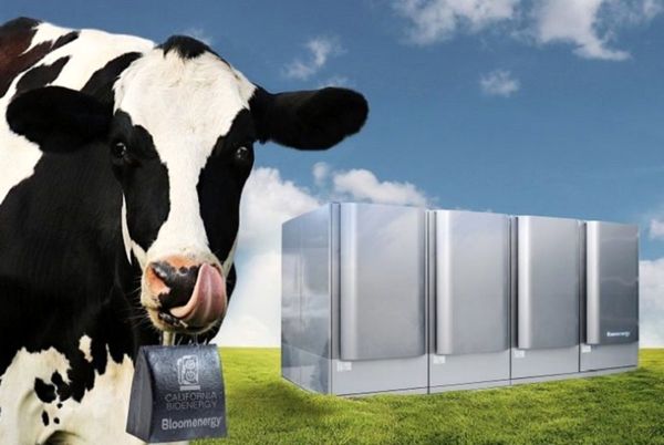 چین از سرگین گاو برای تولید برق استفاده می‌کند