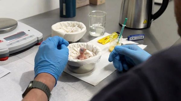 عکسی از تولد اولین جوجه نادرترین طوطی جهان 