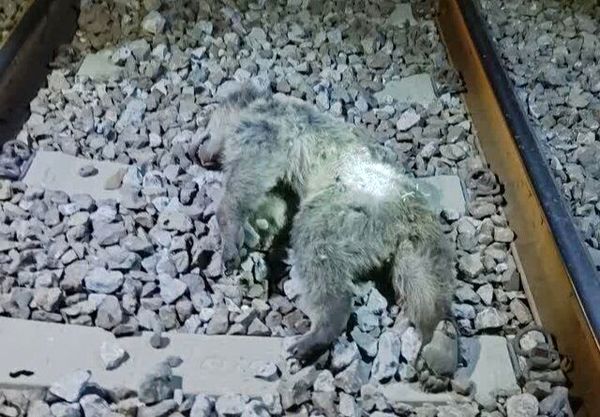 عکسی دردناک از تلف شدن دو توله خرس بر اثر برخورد با قطار