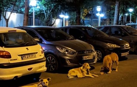 بچه محل های ماهور الوند + عکس