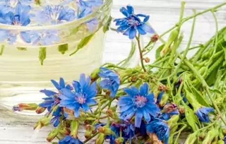 معجزه‌ای به نام عرق کاسنی/فواید عرق کاسنی را می‌دانید؟