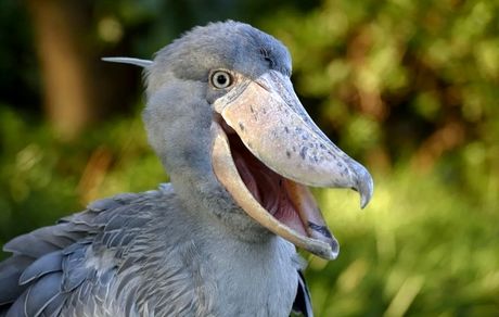 تصویری از ترسناک‌ترین پرنده جهان