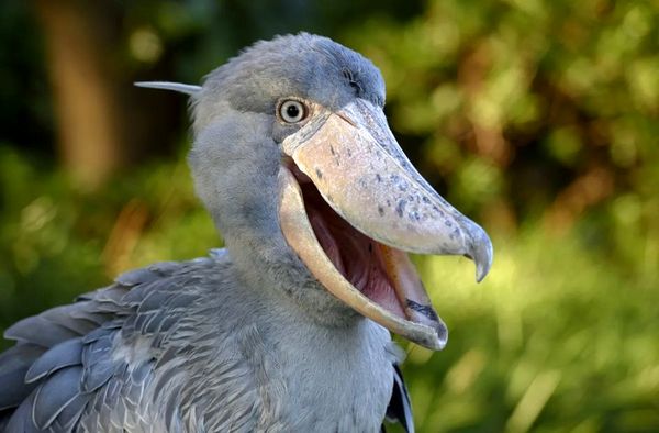 تصویری از ترسناک‌ترین پرنده جهان