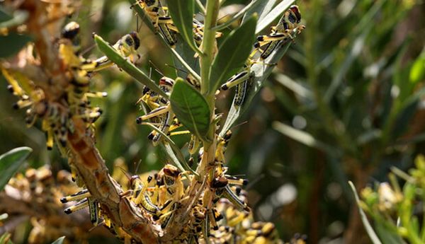 ورود ملخ‌های صحرایی به کشور از آبان‌ماه