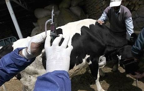 هشدار؛  شیوع بیماری تب برفکی با سویه جدید در کشور