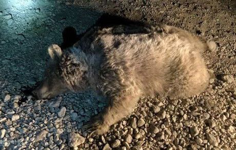 یک قلاده خرس قهوه‌ای در نور کشته شد